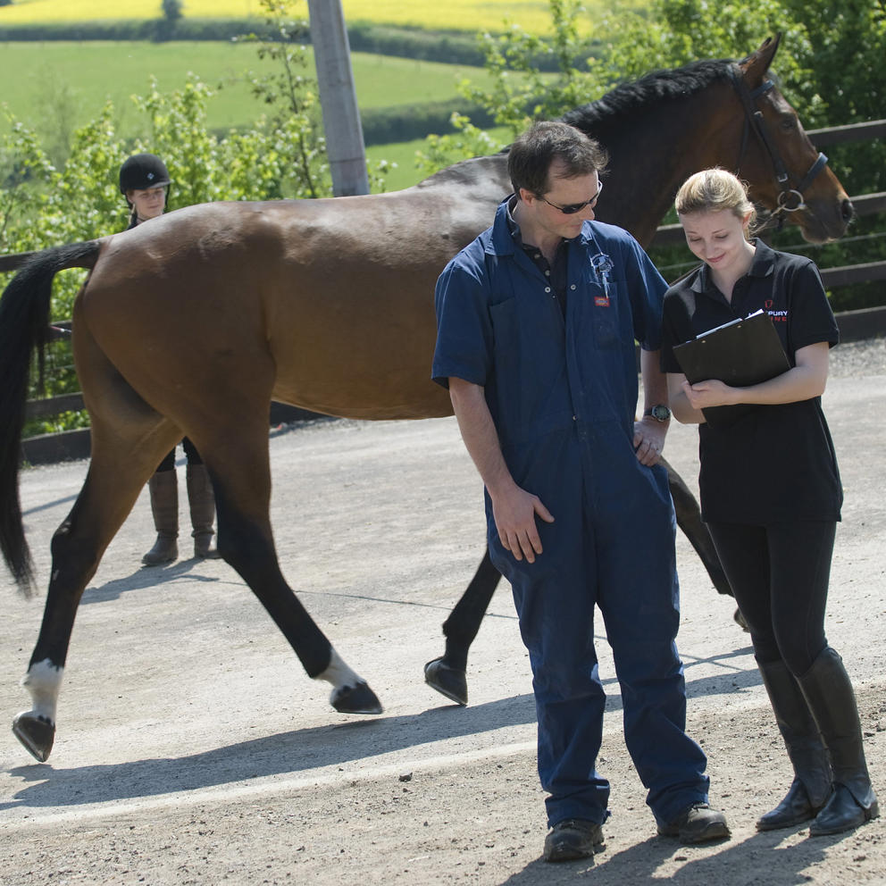 Bay Horse Being Assessed By Veterinary Team