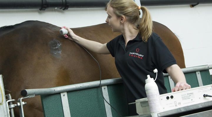 Horse Having An Ultrasound Scan