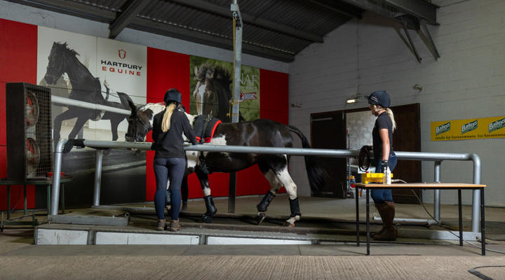 Horse On Treadmill With Two Handlers
