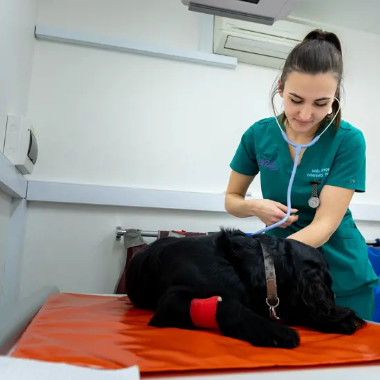 Drove Vets Veterinary Nurse And Dog