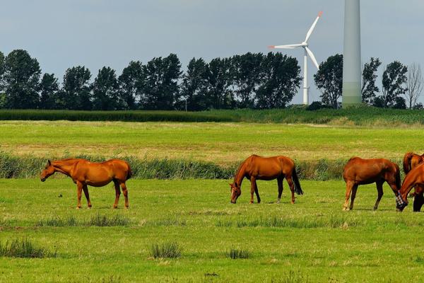 Horses In Field