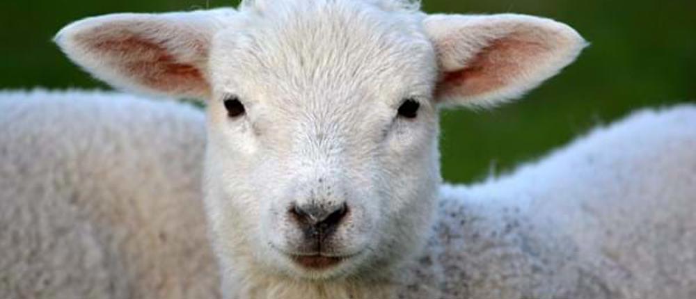 Lamb