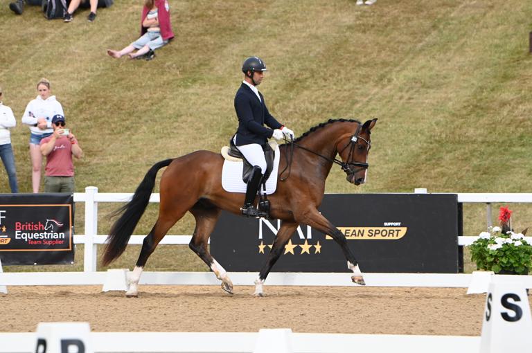 Bay Horse Trotting Around Dressage Arena