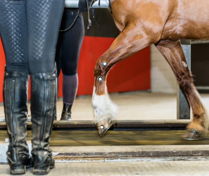 Horse Trotting On Treadmill