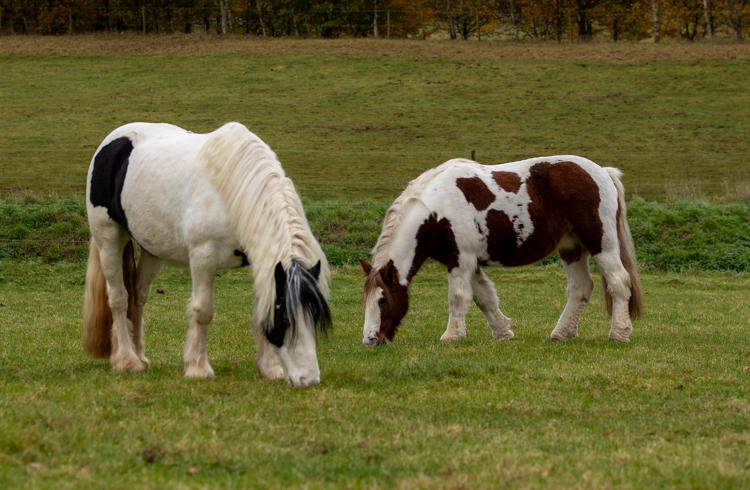 Two Horses In Field