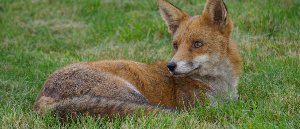 Fox On Grass