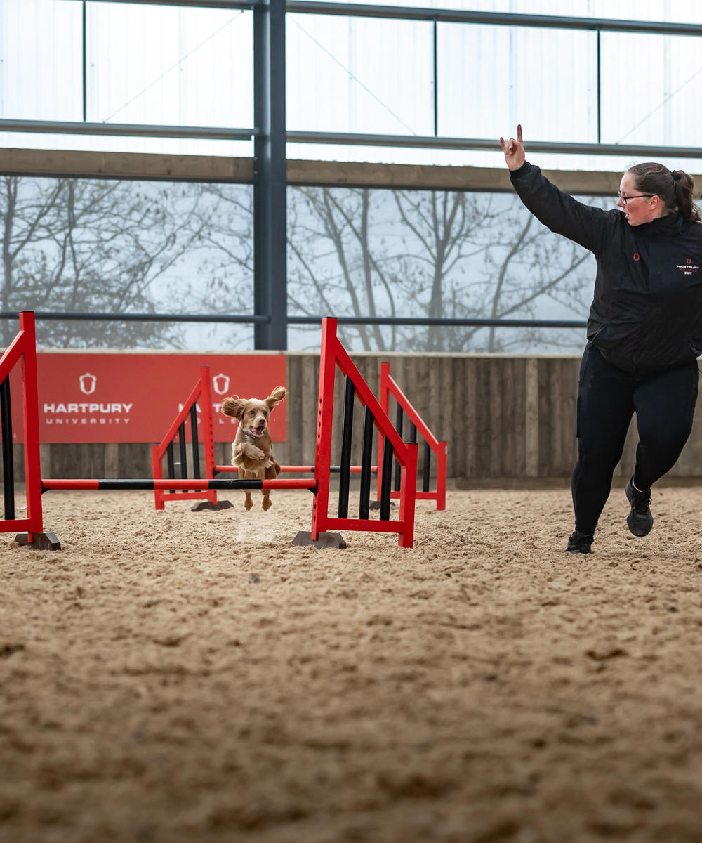 Dog Agility In Equine And Animal Assisted Arena