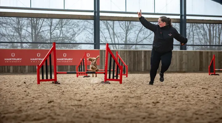 Dog Agility In Equine And Animal Assisted Arena