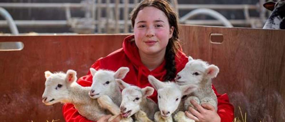 Quintuplet Lambs Alisha Utting