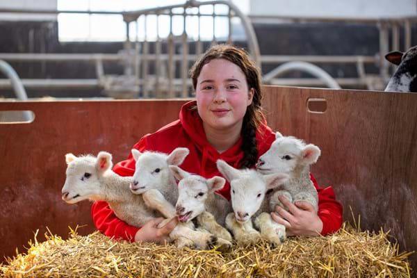 Quintuplet Lambs Alisha Utting