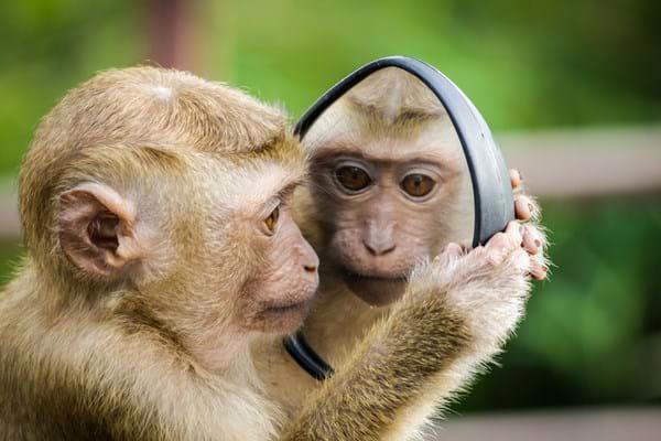 Monkey-Mirror