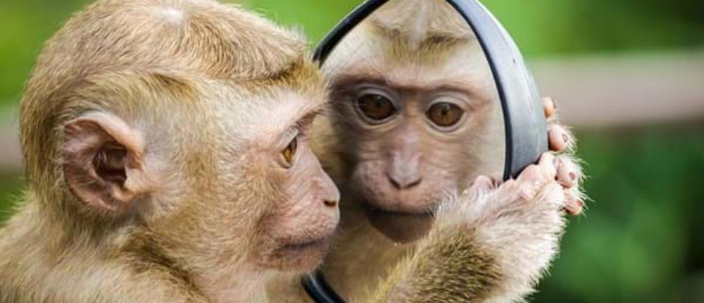 Monkey-Mirror