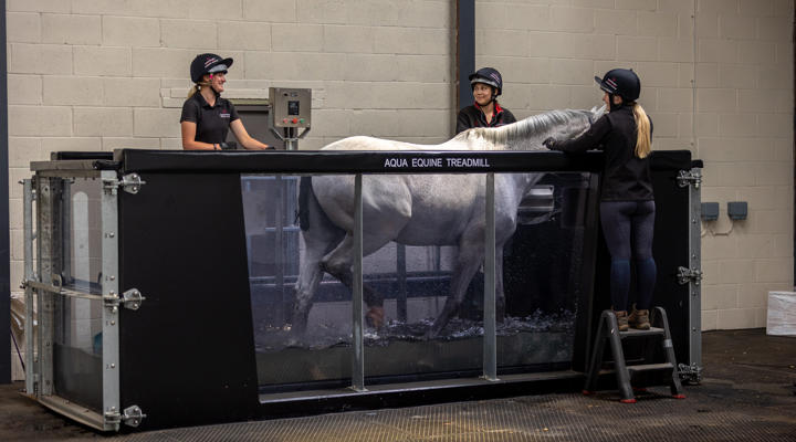 Grey Horse Walking On Aqua Treadmill