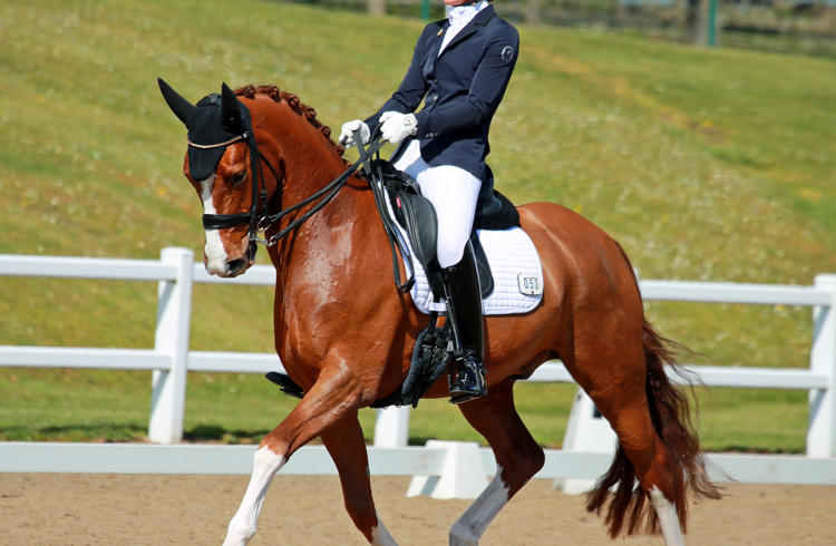 British Dressage Hartpury Summer Regionals