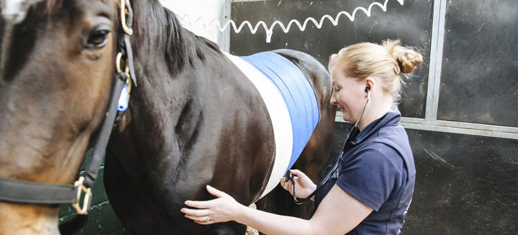 Bsc Hons Equine Veterinary Nursing