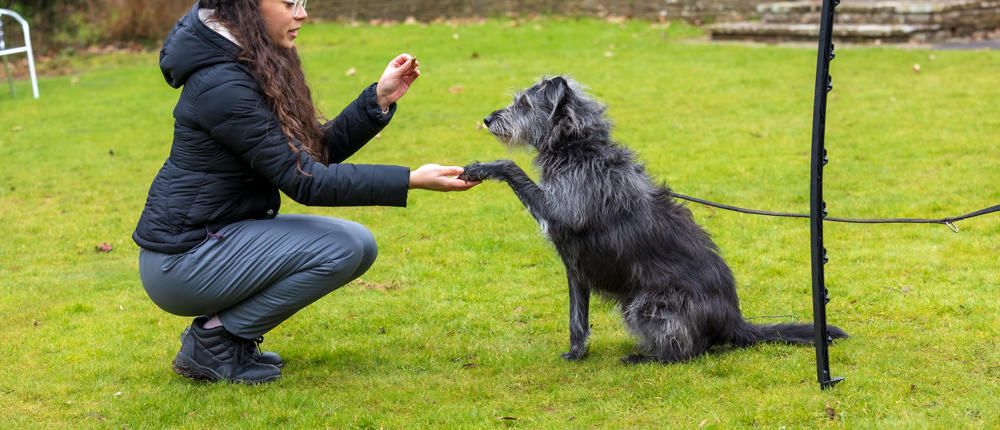 Girl Holding Paw Of Dog