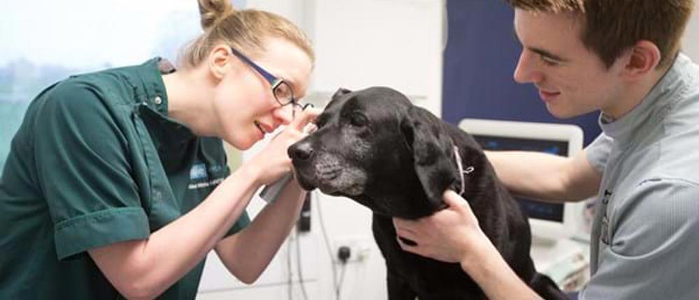 Vet-Nurse-Examining-Dog
