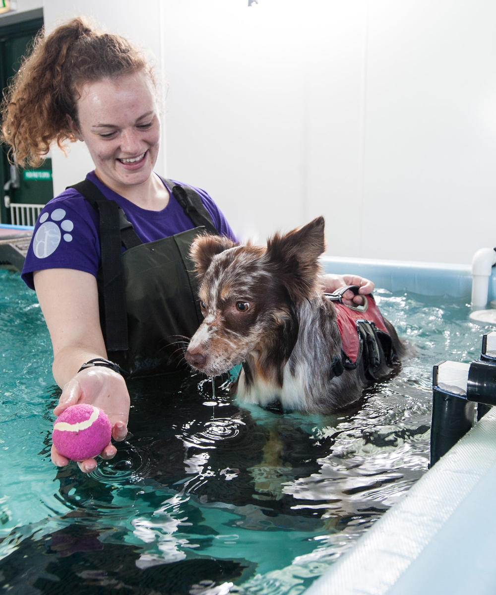 Cotswold Dog Spa Female Helping Dog Hydrotherapy With Ball
