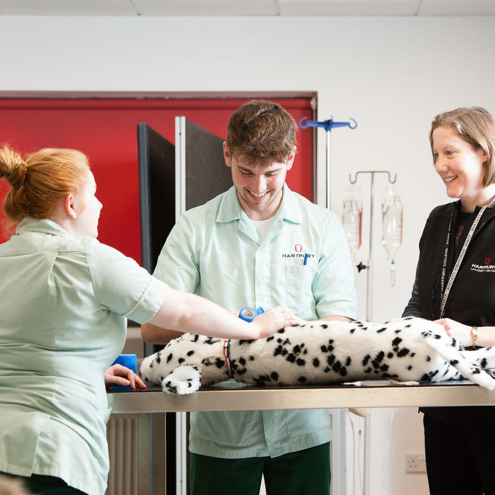 Veteranity Veterinary Nursing degrees | Hartpury University