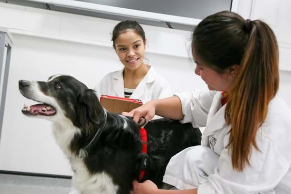 Dog Therapy