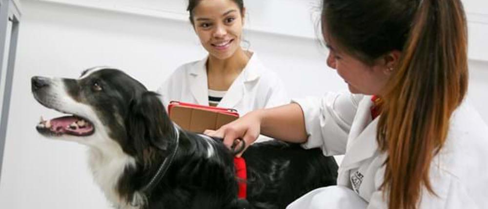 Dog Therapy