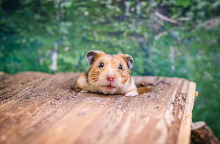 Hamster (1)