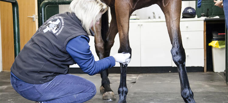 Diploma In Professional Studies Equine Veterinary Nursing