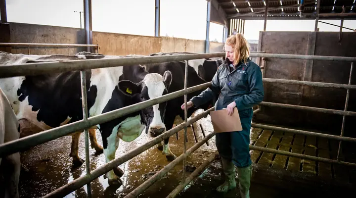 Female Student Taking Part In Bioveterinary Science Partical With Cows