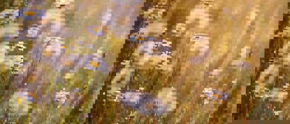 Daisies In Field (1)