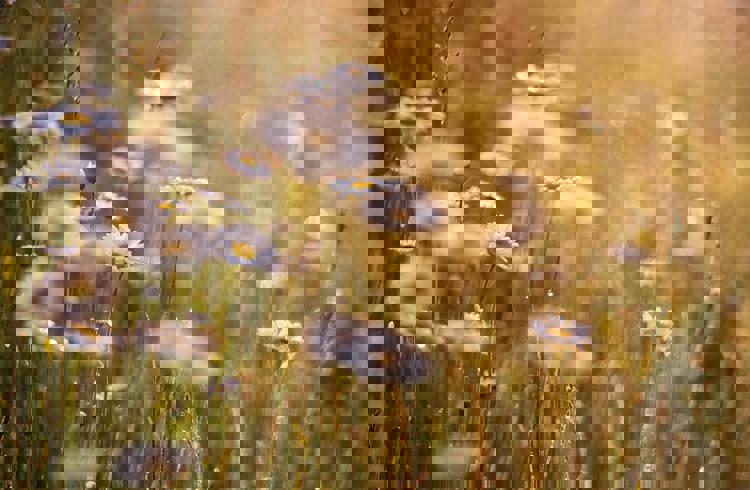 Daisies In Field (1)