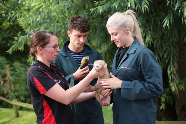College Animal Students handling ferrets