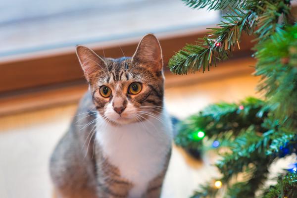 Cat At Christmas