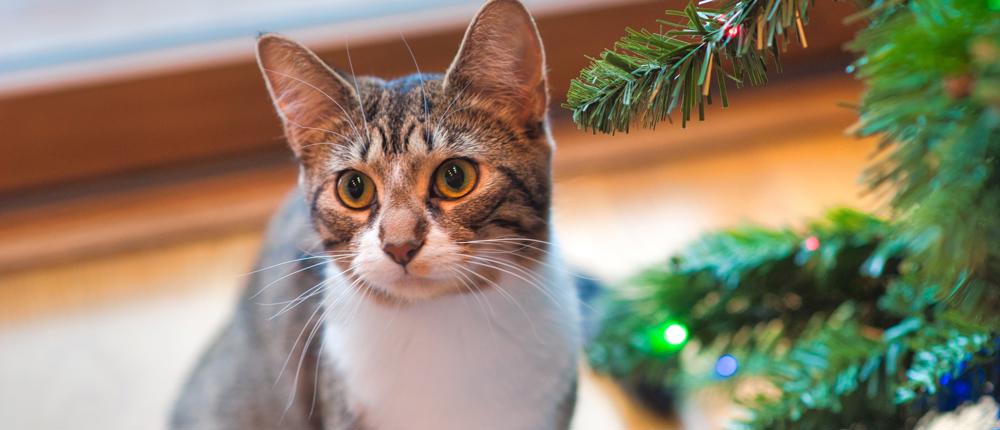 Cat At Christmas