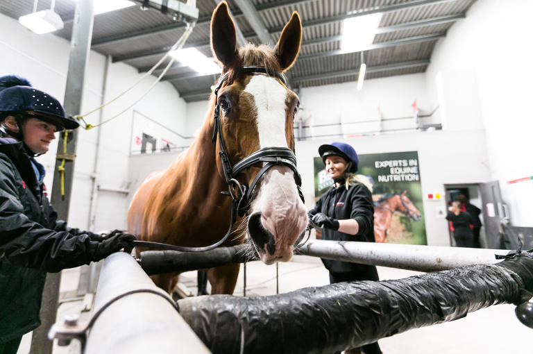 Postgraduate Equine Hartpury University
