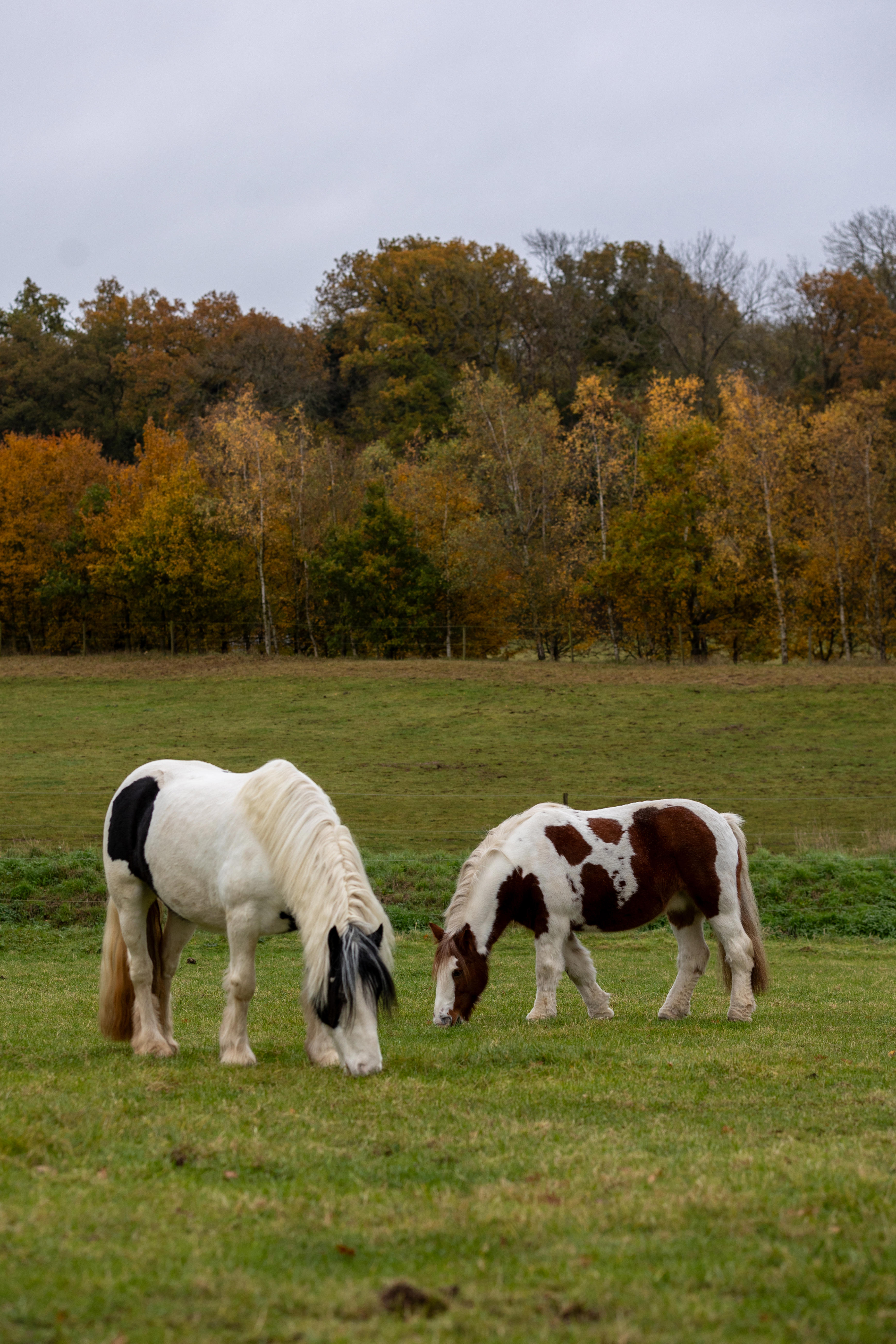 BSc (Hons) Equine Dental Science