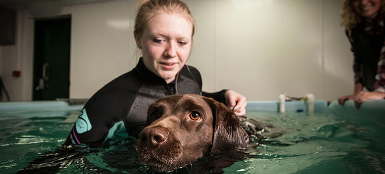 Bsc Hons Canine Training And Performance