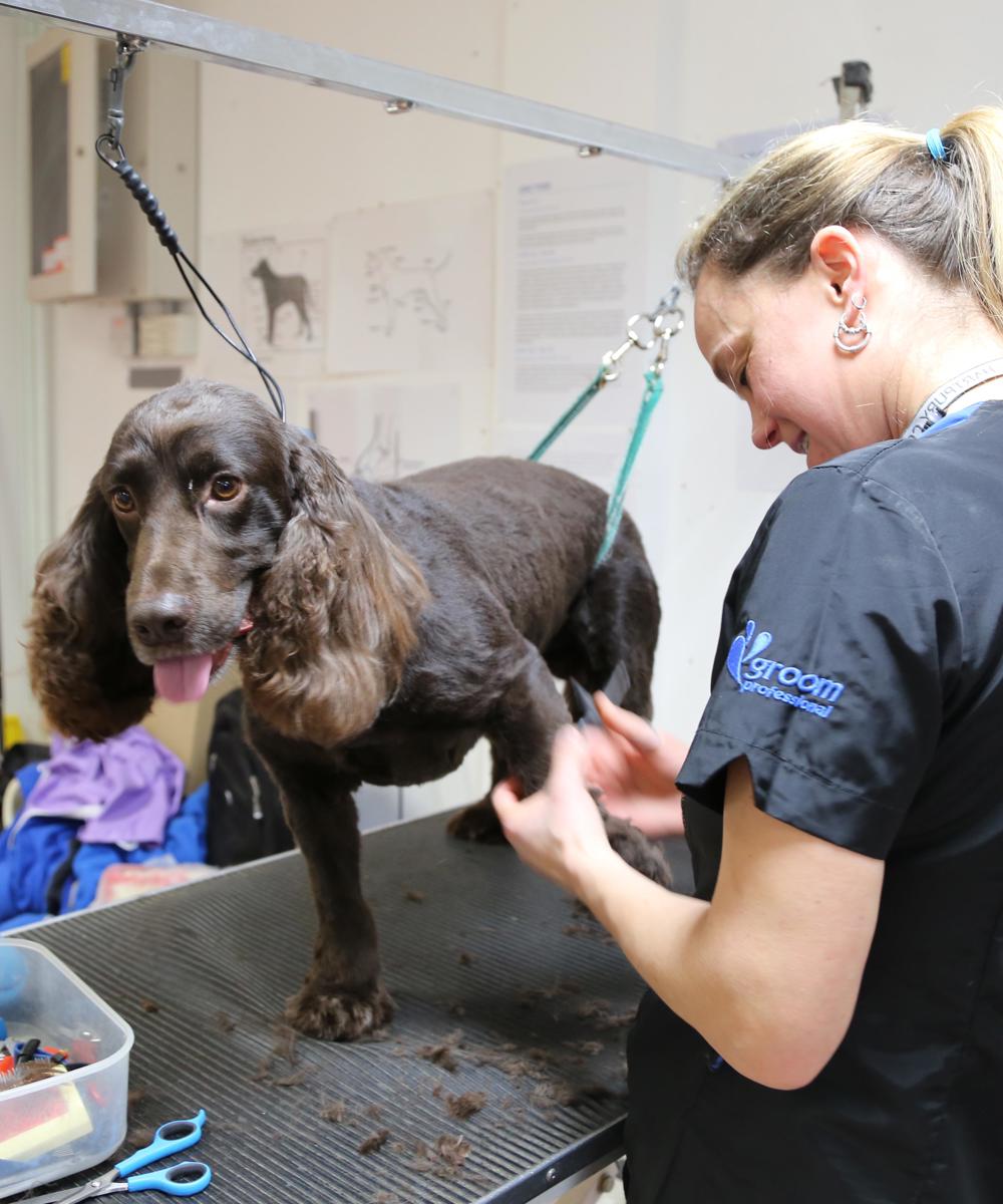 Dog grooming  Hartpury University & Hartpury College