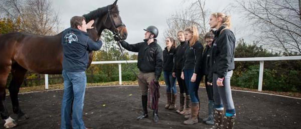 Equine Therapy