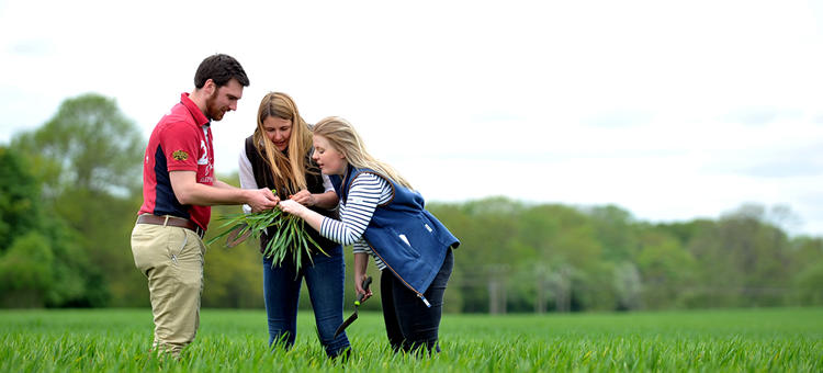 Bsc Hons Agriculture With Crop Science