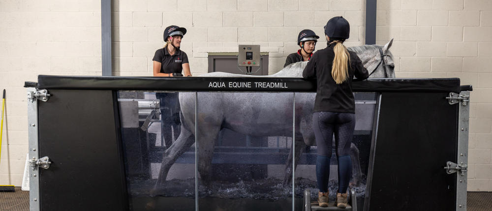Horse On Water Treadmill