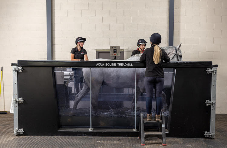 Horse On Water Treadmill