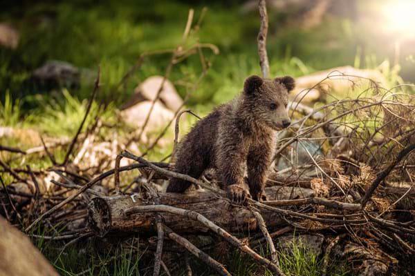 Bear-Cub