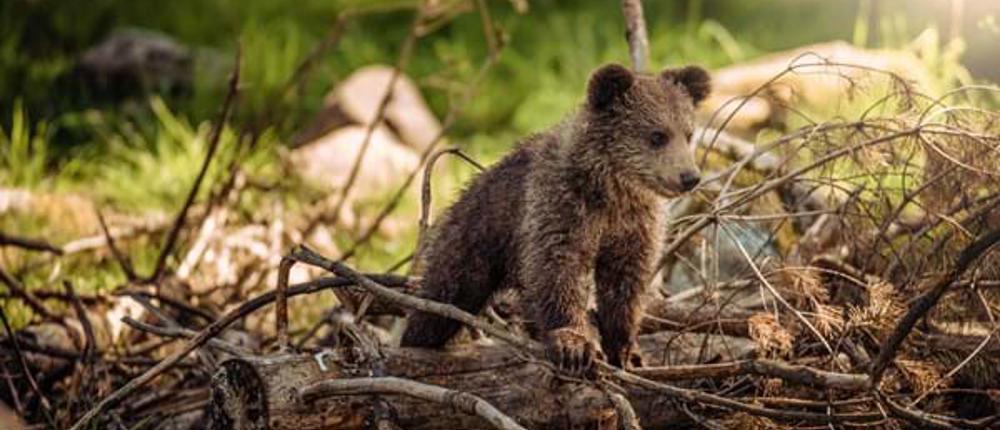 Bear-Cub
