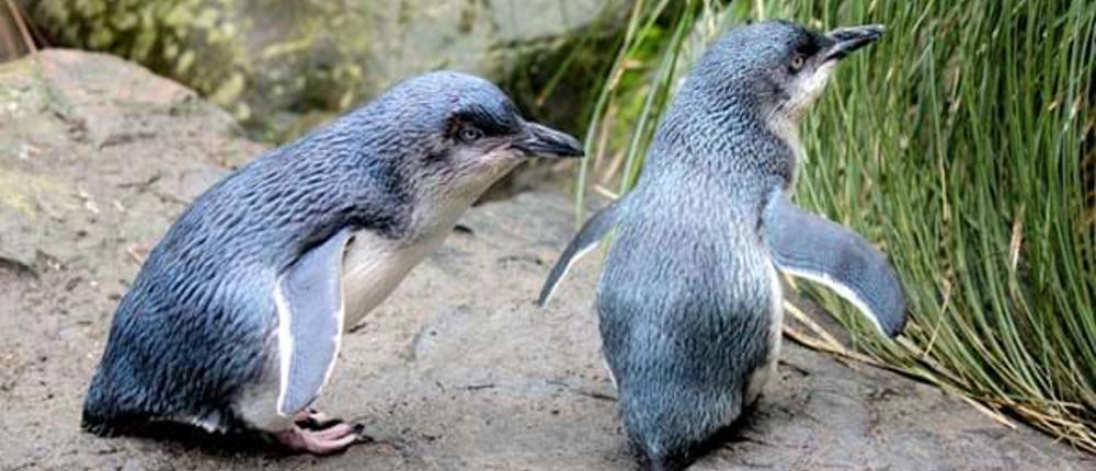 Penguins