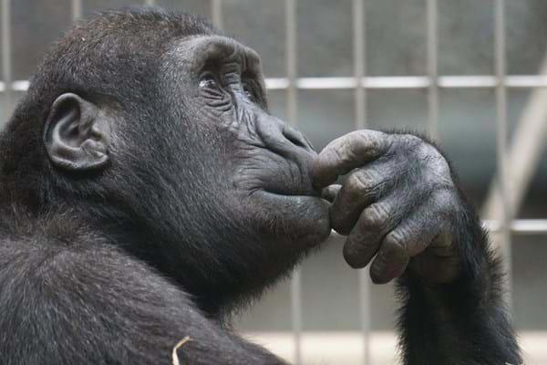 Monkey2