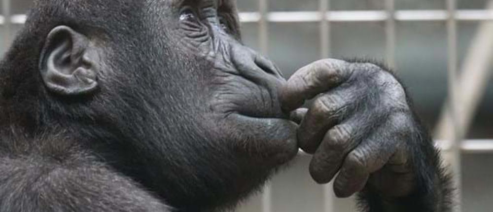 Monkey2