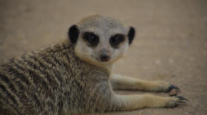 Meerkats