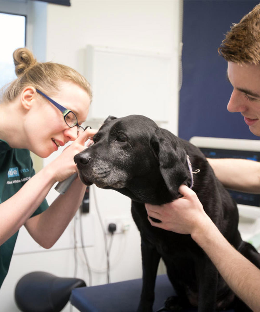 Diploma In Professional Studies Veterinary Nursing