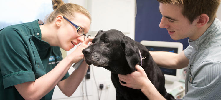 Diploma In Professional Studies Veterinary Nursing
