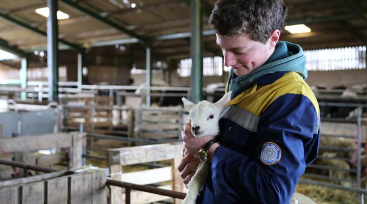Agriculture Lambing